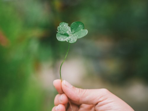 a four leafed clover